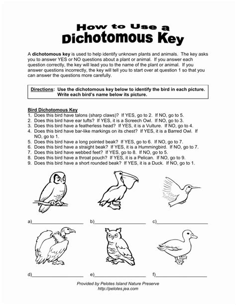 Dichotomous Tree Key Printable