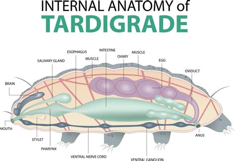 internal anatomy of tardigrade 21432419 Vector Art at Vecteezy