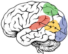 Angular gyrus (yellow) and other cortical areas that send information... | Download Scientific ...