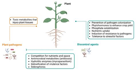 Fungal Endophytes and Their Benefits for Plants | Encyclopedia MDPI