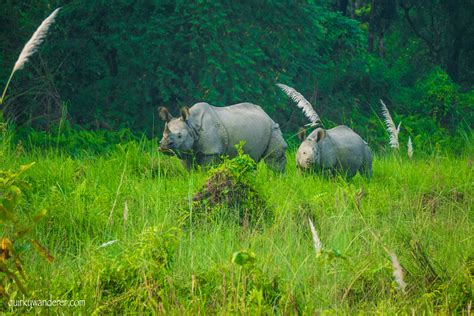 The Wilderness of Chitwan National Park - Quirky Wanderer