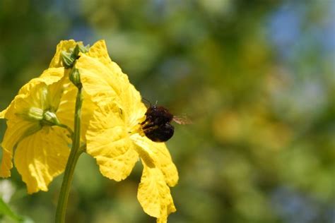 Bug of the Week: Buzz Pollination by Bees – Growing With Science Blog