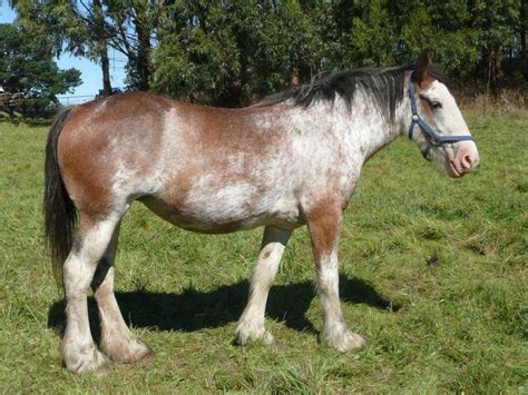 Strawberry Roan Clydesdale | Horses, Clydesdale horses, Black horses