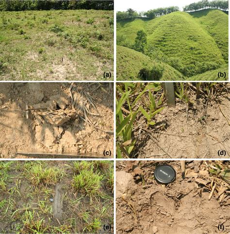 Visual vegetation and soil degradation indicators: bare soil patches... | Download Scientific ...