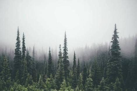 Foggy Pine Forest : r/pinetrees