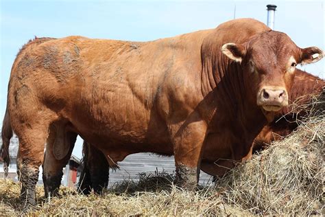 Cherway Limousin | Sanford, Manitoba CANADA | Limousin Bulls For Sale