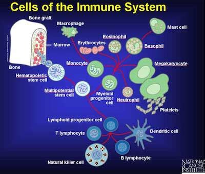 People are more attracted to partners who have a different type of immune system | The Fact Base