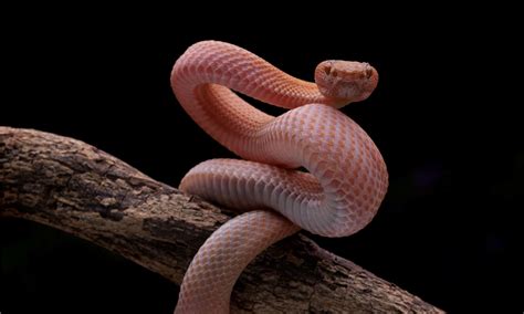 Discover 20 Incredible Red Snakes (7 Are Venomous!) - A-Z Animals