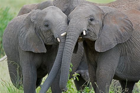 ELEPHANT BEST FRIENDS Wild African Elephant Color African