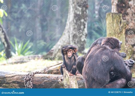 Chimpanzee family stock image. Image of chimp, animal - 46123879