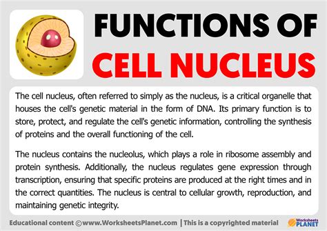 Functions of the Nucleus