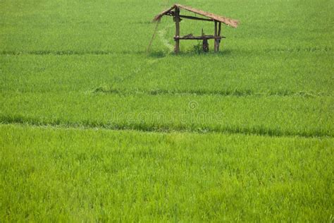 Rice paddy. stock photo. Image of thailand, agriculture - 10014972