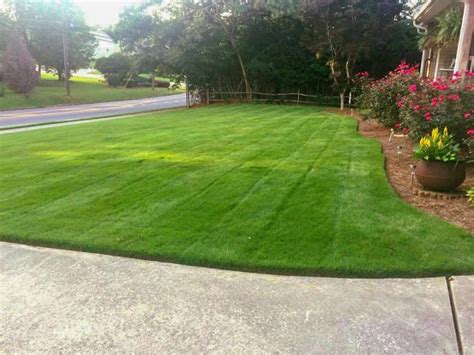 Types Of Zoysia Grass Varieties | Hot Sex Picture