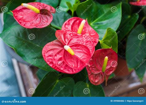 Red Spadix Flower stock photo. Image of plant, garden - 49988486