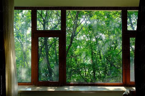 "Close-up Of Trees Seen Through Window" by Stocksy Contributor "Rein ...