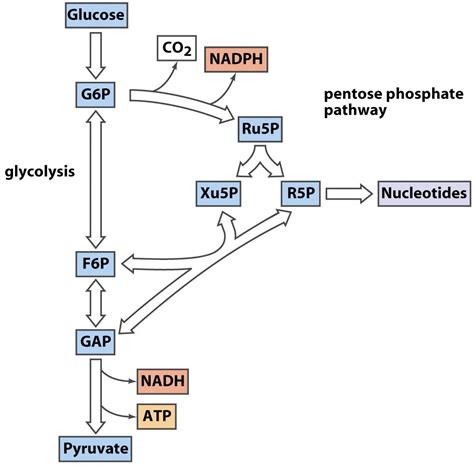 Solved The pentose phosphate pathway occurs in 3 stages: | Chegg.com