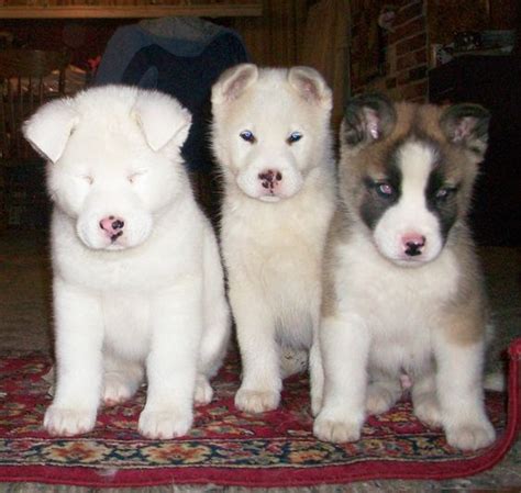 Huskita (Akita-Husky Mix) Info, Temperament, Training, Puppies, Pictures