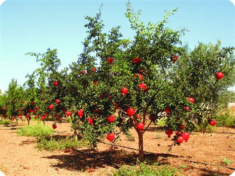 A view of a pomegranate tree | Download Scientific Diagram