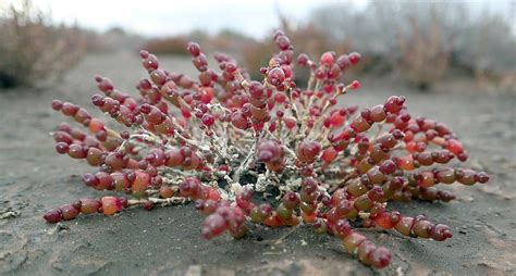 Australian Desert Plants