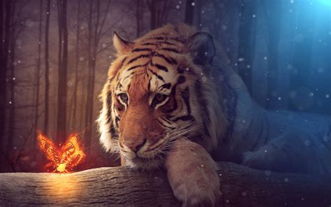 Images Tigers Butterflies Fantasy animal Staring 3840x2400