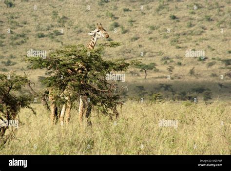 giraffe in kenya safari trip Stock Photo - Alamy