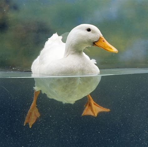 Aylesbury Duck Photograph by John Daniels