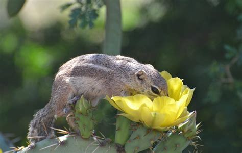 Rodents Feeding On Cactus Plants: Tips On Protecting Cactus From Rodents | Gardening Know How