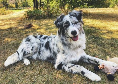 Breed Compare: Australian Shepherd vs. Border Collie