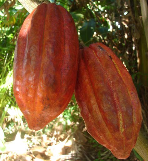 Polynesian Produce Stand : ~Chocolate Tree~ Theobroma Cacao CRIOLLO Cocoa NICER 12-16+in Plant ...