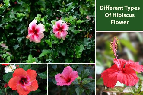 Different Types Of Hibiscus Flower Variety & Species - EmbraceGardening