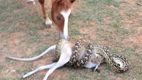 Terrifying footage shows snake devouring prey in a matter of seconds .h - Malise