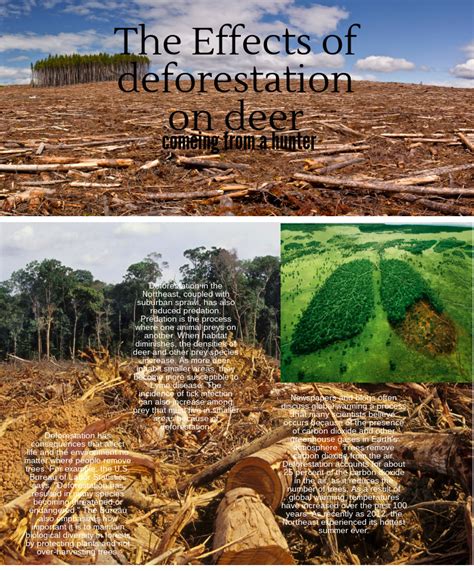 Deforestation Effects Diagram