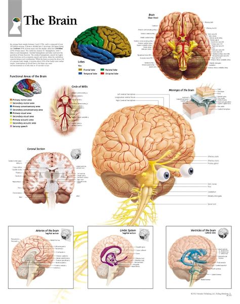 The Brain Chart | Brain anatomy, Brain diagram, Anatomy and physiology