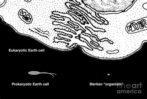 Microbial Life From Mars And Earth Photograph by Jon Lomberg/science Photo Library | Fine Art ...