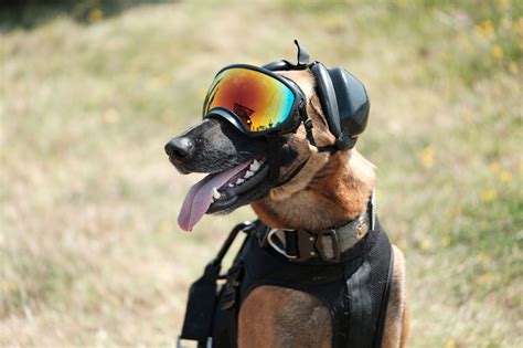 Training Navy Seal Dogs | EOUA Blog