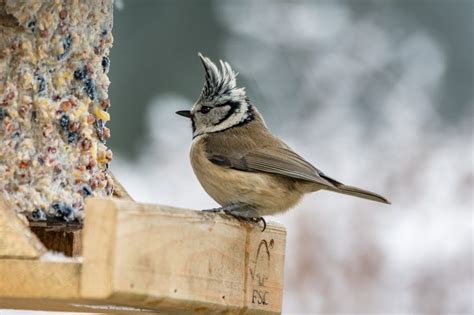 Aves más comunes en Europa