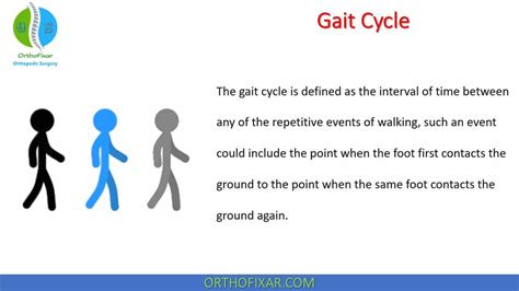 Gait Cycle: Phases & Biomechanics | OrthoFixar 2024