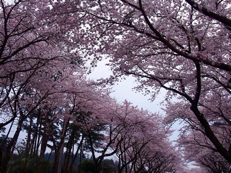 Chasing Cherry Blossoms on Jeju Island - FROVENTURES