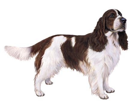 Welsh Springer Spaniel Clipart | lupon.gov.ph