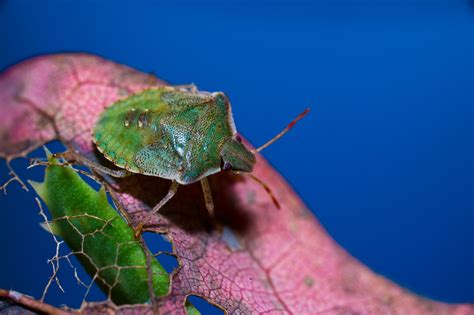 Green Stink Bug - null | Stink bugs, Green stink bug, Green