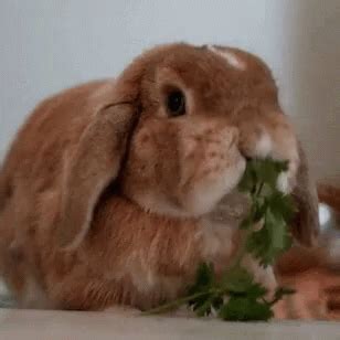 Cute Bunny GIF - Cute Bunny Eating - Discover & Share GIFs