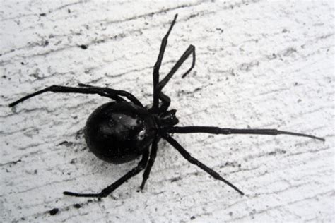 What kind of spider? Black widow? : sandiego