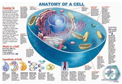 Pin by samantagopal70 on gopal | Teaching biology, Anatomy and physiology, Science cells