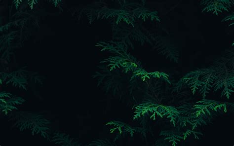 wallpaper for desktop, laptop | vs89-tree-leaf-green-pattern-nature-dark