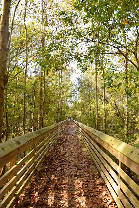 Manchester State Forest - South Carolina Forestry Commission