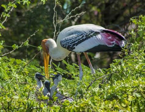 Koonthankulam Bird Sanctuary (Koonthakulam) - 2020 All You Need to Know BEFORE You Go (with ...