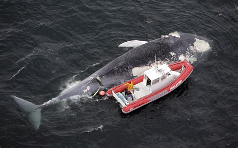 The High-Tech Tools That Could Save Blue Whales From Ship — Oceans Deeply