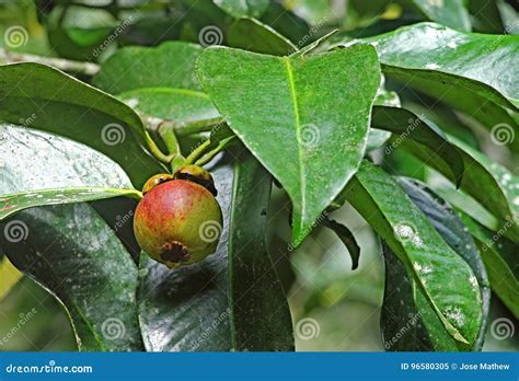 Purple Mangosteen Fruit in Tree Stock Image - Image of kerala, harvest ...