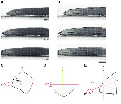 Example of pelvic fin protraction in the African lungfish Protopterus... | Download Scientific ...