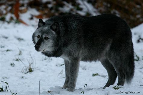 Timber Wolf (Canis lupus occidentalis) | Wolf dog, Wolf life, Wolf photos